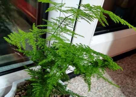 家里盆栽的青竹怎么养