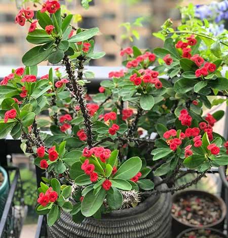 家里可养的花
