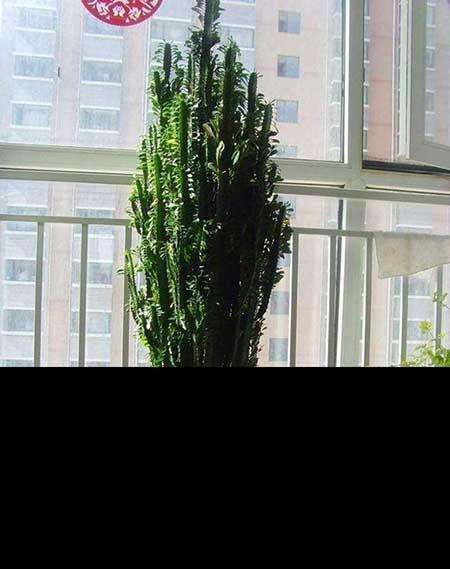 花卉龙骨怎么养