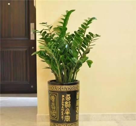 花卉龙骨怎么养