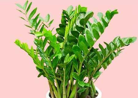 花卉龙骨怎么养