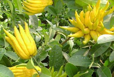花卉佛手怎么养殖