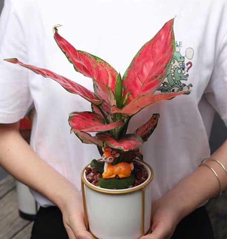 花卉对红的养殖方法