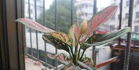 花卉对红的养殖方法