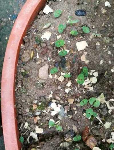 花卉对红的养殖方法