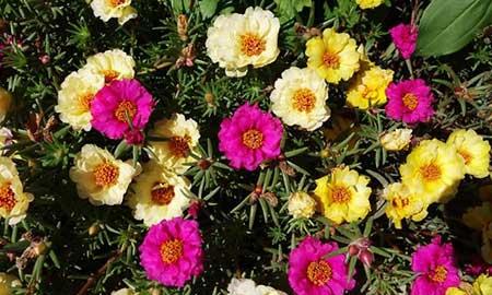 好养活的鲜花