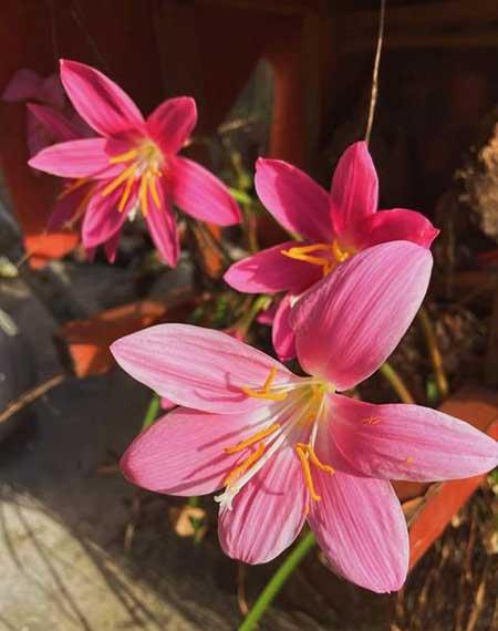 好养活的鲜花