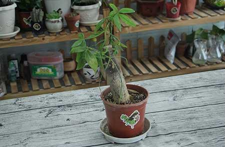 好养活的大型绿植室内