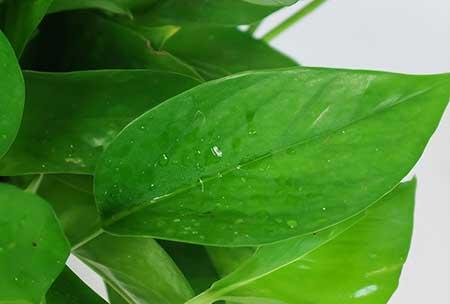 好养活的大型绿植室内