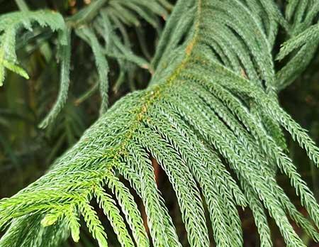 好养活的大型绿植室内