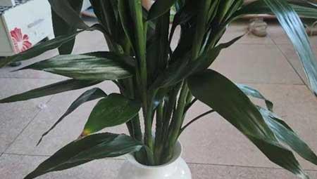 富贵竹水培植物怎么养