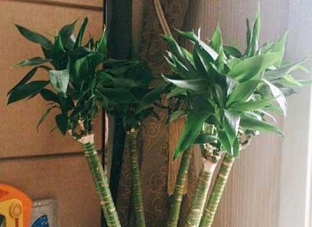 富贵竹水培植物怎么养