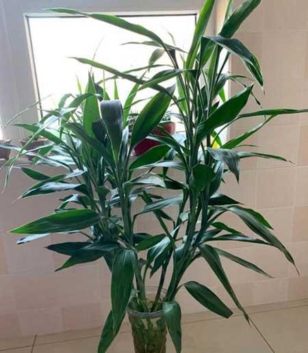 富贵竹水培植物怎么养