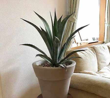福寿树盆栽怎么养
