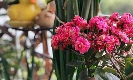 冬天能养的花