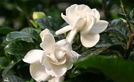 冬天能养的花