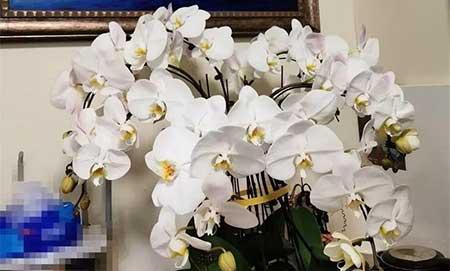 冬天能养的花
