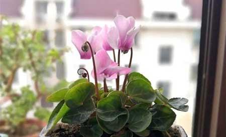 冬天能养的花