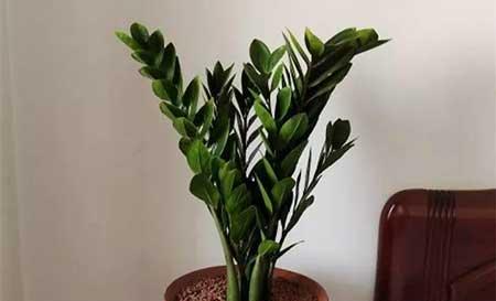 冬天能养的花