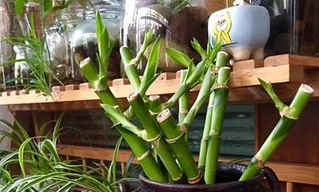 冬天能养的花