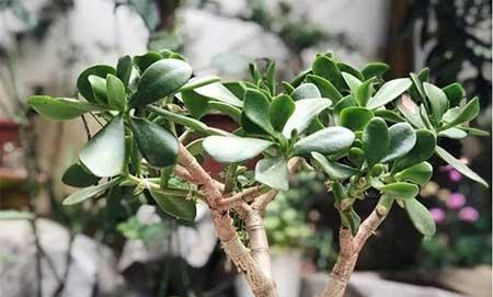 冬天能养的花