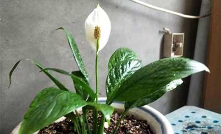 冬天能养的花