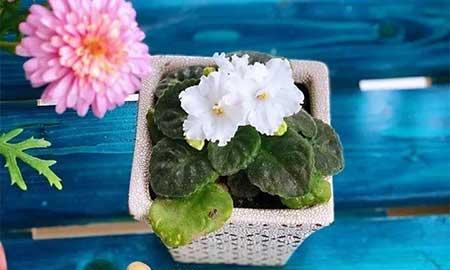 冬天能养的花
