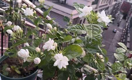 冬天能养的花