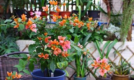 冬天能养的花