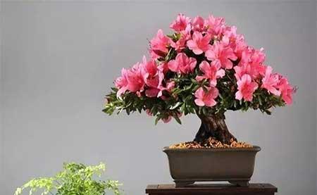 冬天能养的花