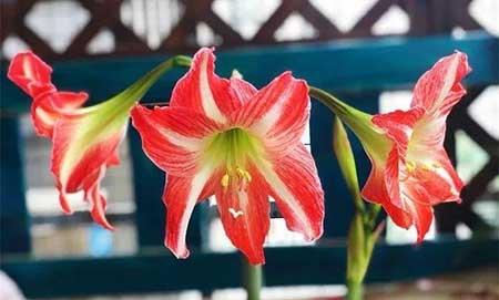 冬天能养的花