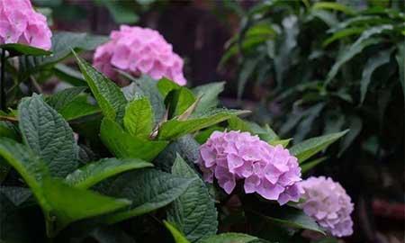 冬天能养的花