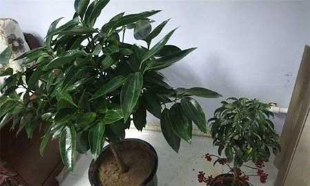 冬天能养的花