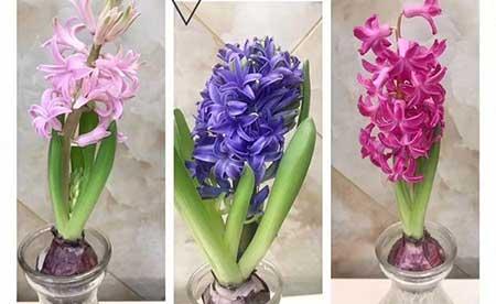 冬天能养的花