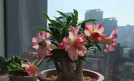 冬天能养的花