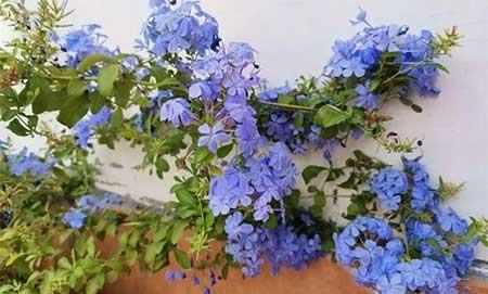 冬天能养的花