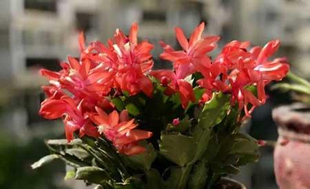 冬天能养的花