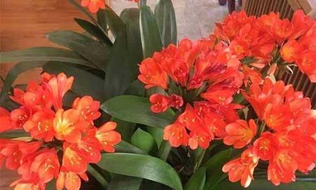 冬天能养的花
