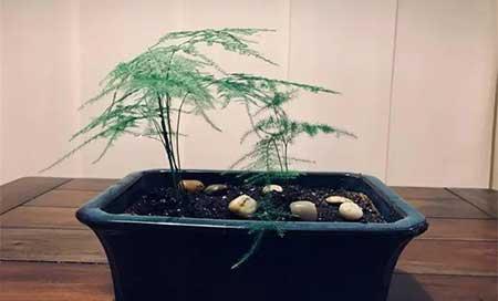 冬天能养的花