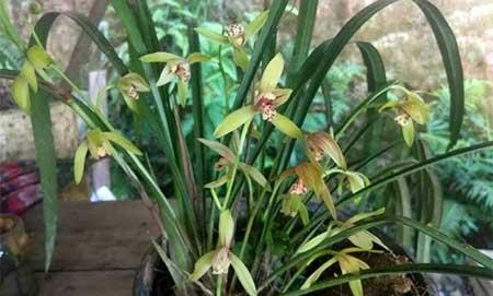 冬天能养的花