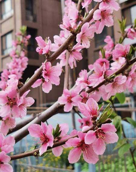 春天适合养的花