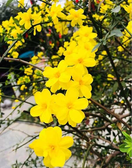 春天适合养的花