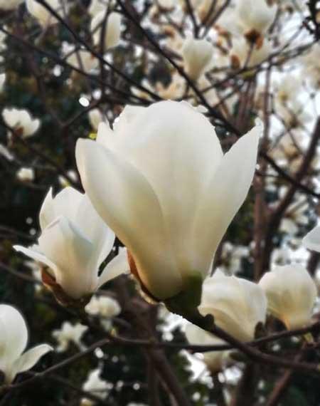 春天适合养的花