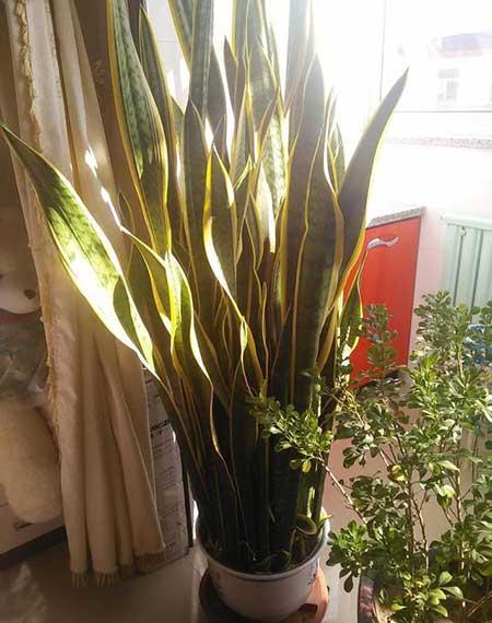 初次养花适合养什么花