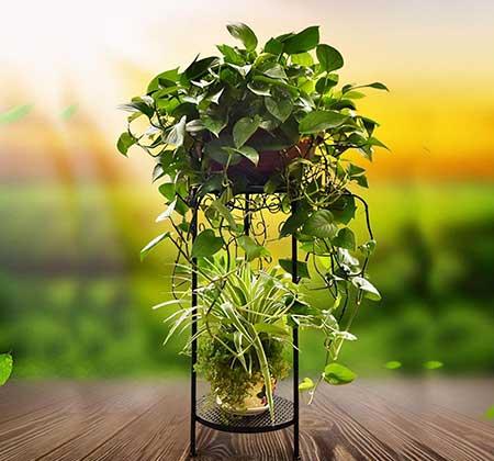 初次养花适合养什么花