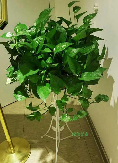 初次养花适合养什么花