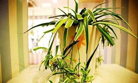 初次养花适合养什么花