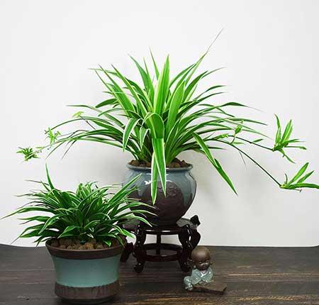 初次养花适合养什么花