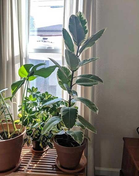 初次养花适合养什么花
