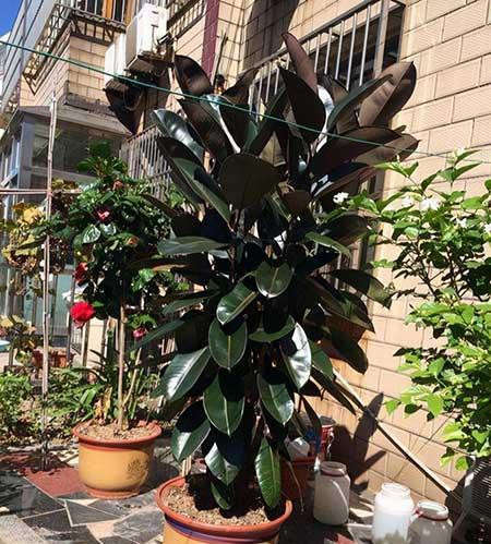 初次养花适合养什么花